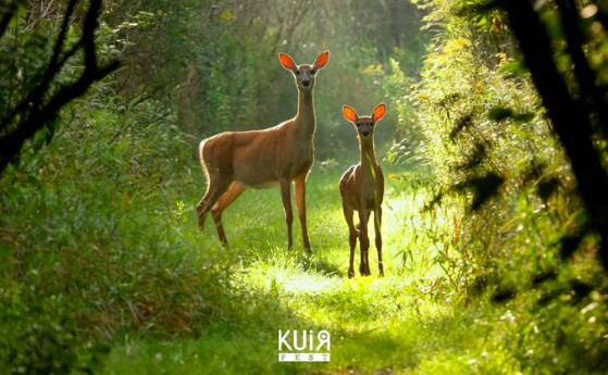 13. Pembe Hayat KuirFest gönüllülerini arıyor! | Kaos GL - LGBTİ+ Haber Portalı Haber