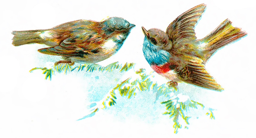 "I've always wanted to be a bird" | Kaos GL - News Portal for LGBTI+ News