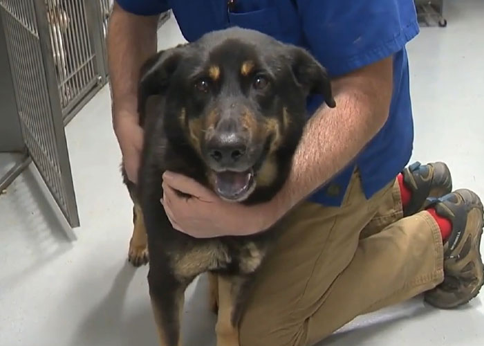 ‘Eşcinsel olduğu için’ acımasızca terk edilen köpek, gey çift sayesinde ömürlük yuvasını buldu | Kaos GL - LGBTİ+ Haber Portalı Haber