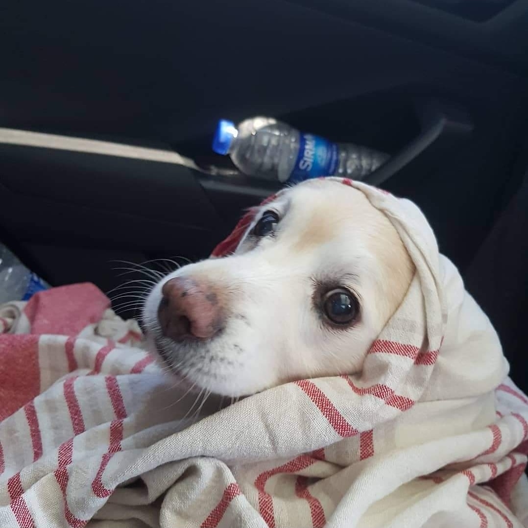 bobi-ile-yasamaya-baslamak-2