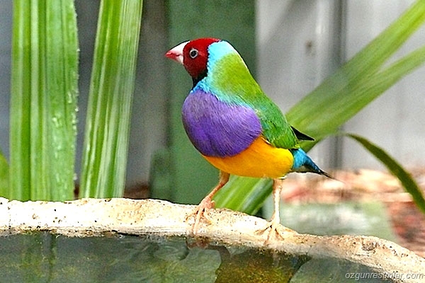 Eşcinsel İspinozlar da Ömür Boyu Seviyor | Kaos GL - LGBTİ+ Haber Portalı Haber