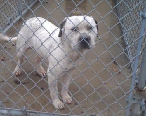 &lsquo;Eşcinsel&rsquo; Olduğu İçin Ölüme Terk Edilen Köpek Yeni Sahip Buldu | Kaos GL - LGBTİ+ Haber Portalı Haber