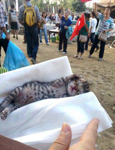 Türkiye, İlk Kez Uluslararası Hayvan Hakları Mahkemesi&rsquo;ne Şikâyet Ediliyor | Kaos GL - LGBTİ+ Haber Portalı Haber