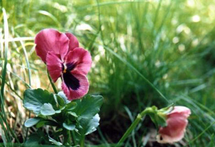 Bu Menekşeler Aslında Birer Yara İzi | Kaos GL - LGBTİ+ Haber Portalı Haber