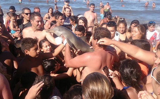 "Selfie" çekmek için sudan çıkartılan bebek yunus öldü | Kaos GL - LGBTİ+ Haber Portalı Haber