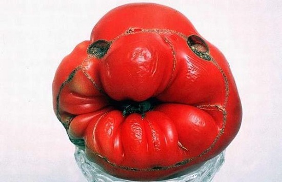 Senin Hormonlu Domates Adayın Kim? | Kaos GL - LGBTİ+ Haber Portalı Haber