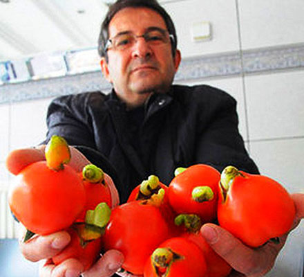 2012 Hormonlu Domates Oylaması Başladı! | Kaos GL - LGBTİ+ Haber Portalı Haber