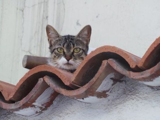 İhsanoğlu&rsquo;na rakip çatı adaylar: Dink, Tuncel, İpekçi, Tilbe | Kaos GL - LGBTİ+ Haber Portalı Haber