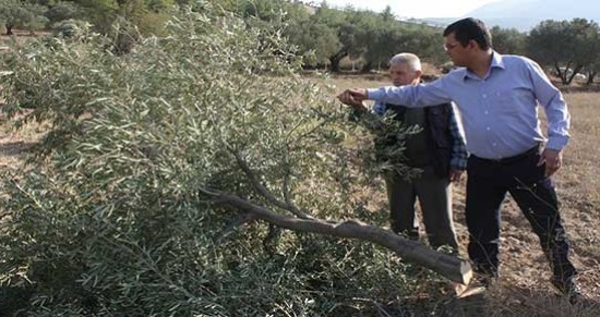 Bir zeytin ağacı, bir umut, bir de barışı ekeceğiz! | Kaos GL - LGBTİ+ Haber Portalı Haber