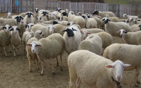 Medyada homofobi: Eşcinsel hayvan araştırmaları Kaos GL - LGBTİ+ Haber Portalı