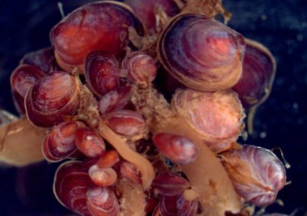 Çiftkabuklular Cinsiyet Değiştiriyor | Kaos GL - LGBTİ+ Haber Portalı Haber