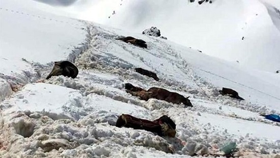 Melda Onur Roboskî’de öldürülen katırları TBMM’ye taşıdı Kaos GL - LGBTİ+ Haber Portalı