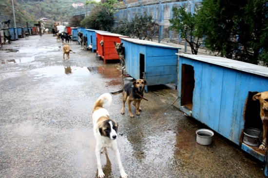 Ayı Sözlük Yazarlarından Hayvan Bakım Evi&rsquo;ne Destek | Kaos GL - LGBTİ+ Haber Portalı Haber
